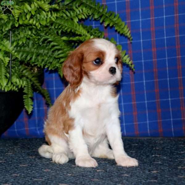 Julie, Cavalier King Charles Spaniel Puppy