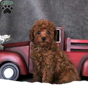 Greenfield puppies shop toy poodle