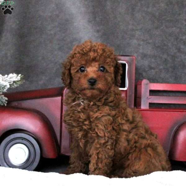 June, Toy Poodle Puppy