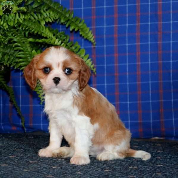Justin, Cavalier King Charles Spaniel Puppy