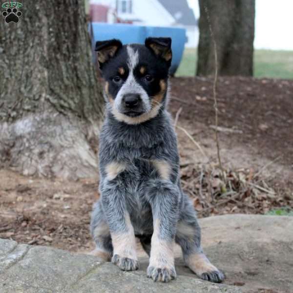 Kali, Blue Heeler – Australian Cattle Dog Puppy
