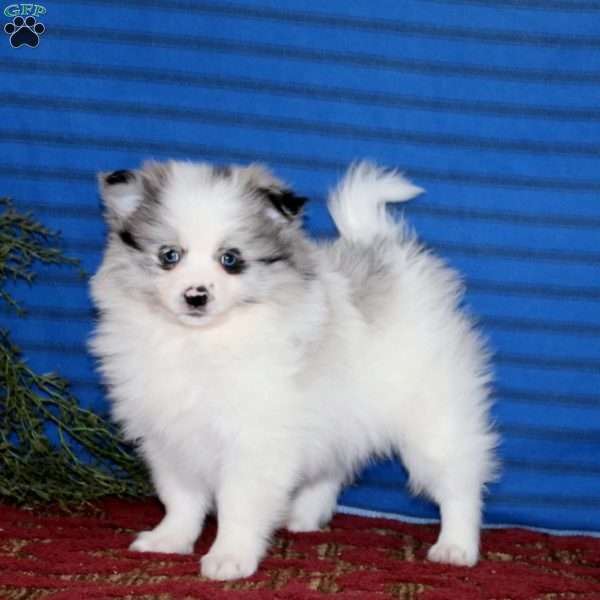 Karla, Pomeranian Puppy