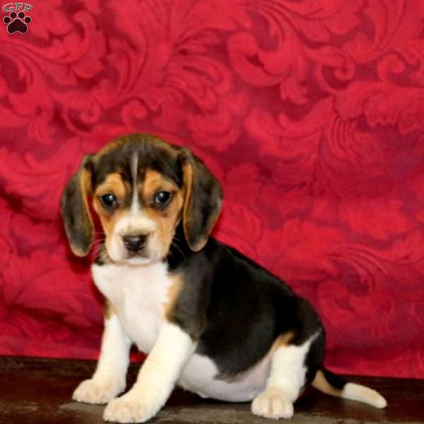 Karla, Beagle Puppy