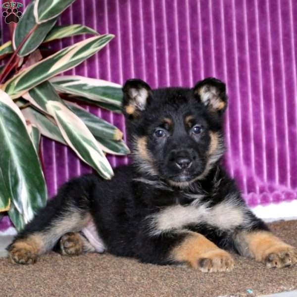 Karter, German Shepherd Puppy