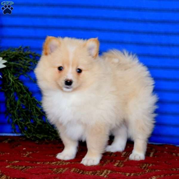 Karter, Pomeranian Puppy