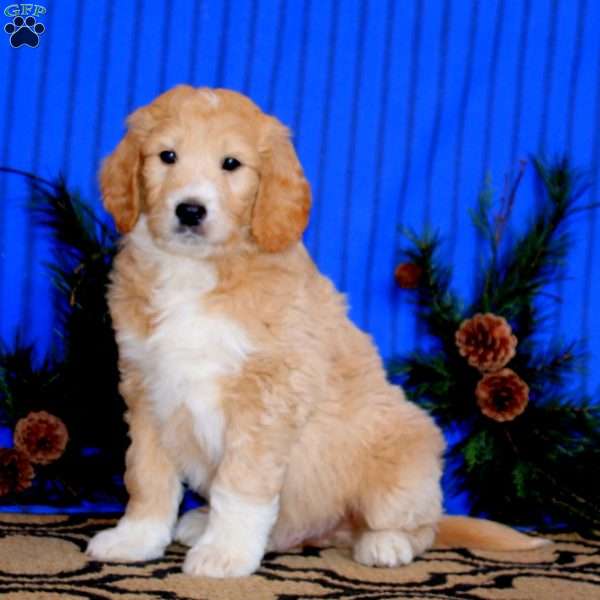 Kayson, Goldendoodle Puppy