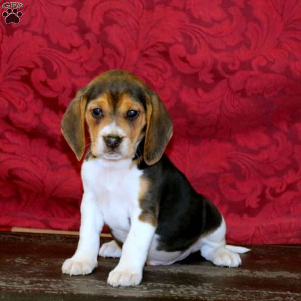 Kayson, Beagle Puppy