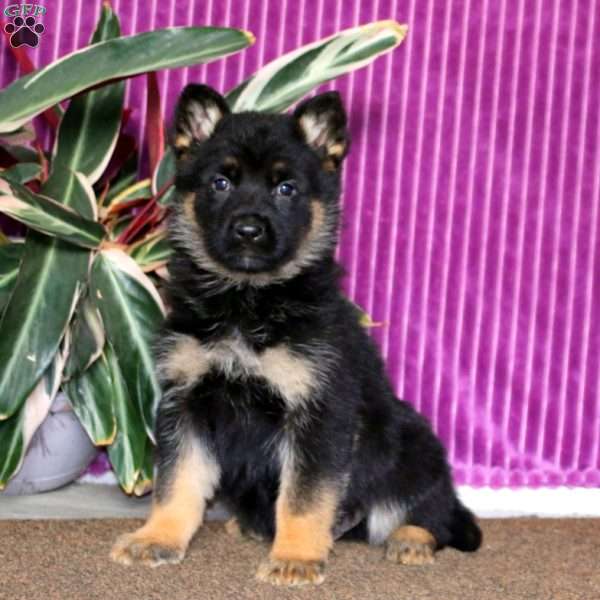 Kayson, German Shepherd Puppy
