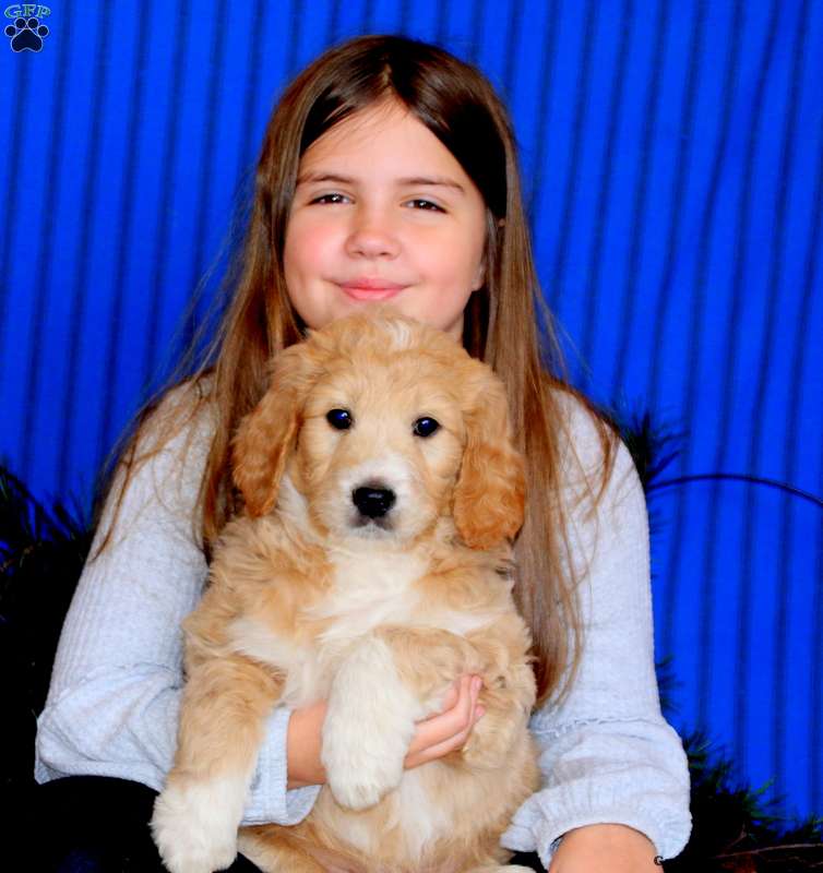 Kayson Goldendoodle Puppy For Sale in Pennsylvania