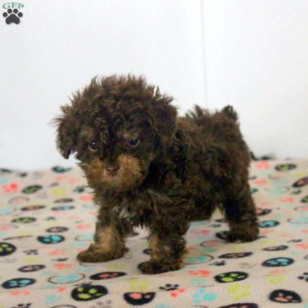 Kendall, Toy Poodle Puppy