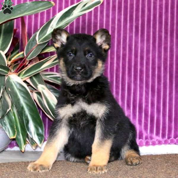 Kendall, German Shepherd Puppy