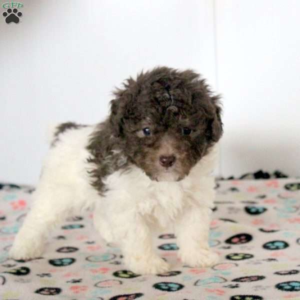 Kevin, Toy Poodle Puppy