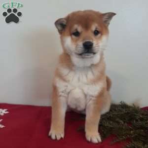 Shiba best sale inu greenfield