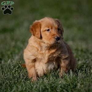 Kingston, Golden Retriever Puppy