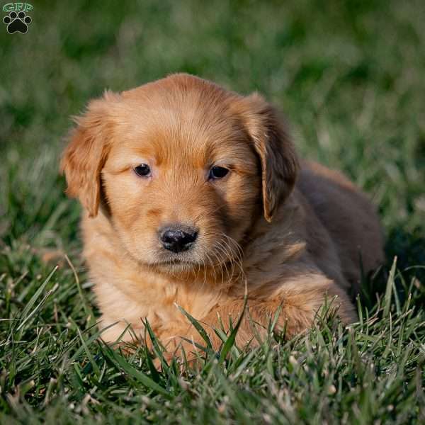 Kingston, Golden Retriever Puppy