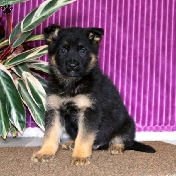 Kip, German Shepherd Puppy