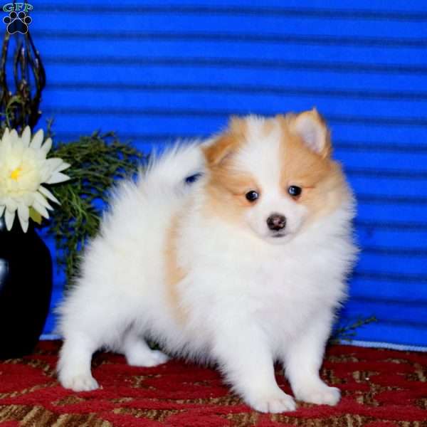 Kody, Pomeranian Puppy