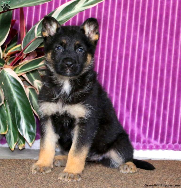 Kona - German Shepherd Puppy For Sale in Pennsylvania