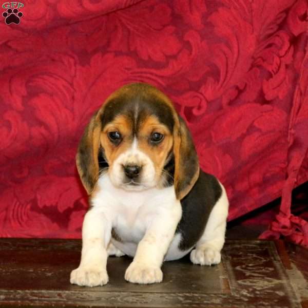 Krissy, Beagle Puppy