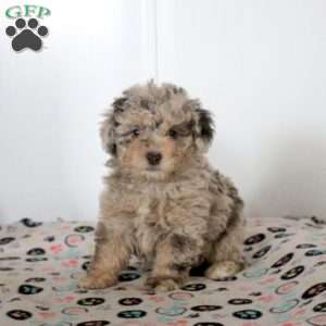 Toy poodle 2024 greenfield puppies