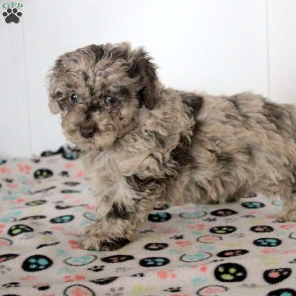 Kyle, Toy Poodle Puppy