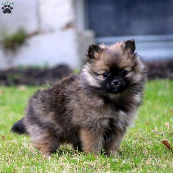 Lacy, Pomeranian Puppy