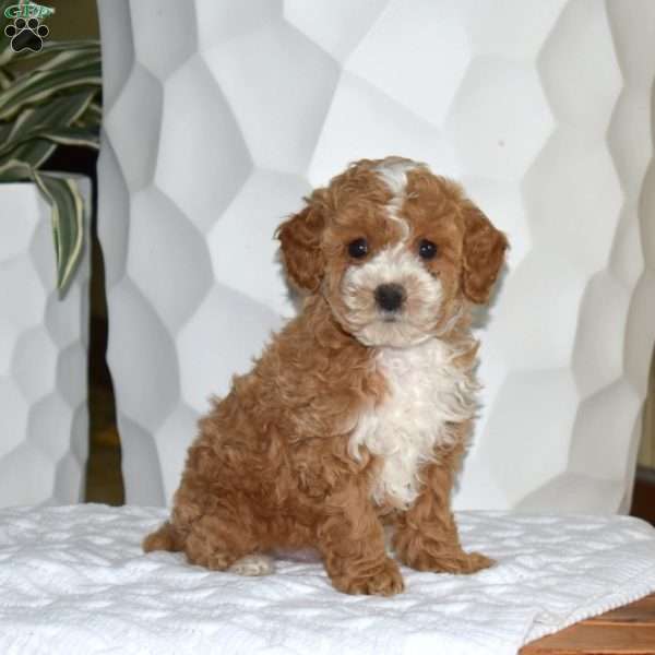 Leo, Miniature Poodle Puppy
