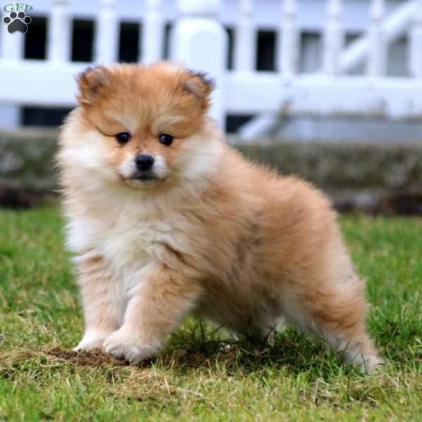 Leonard, Pomeranian Puppy