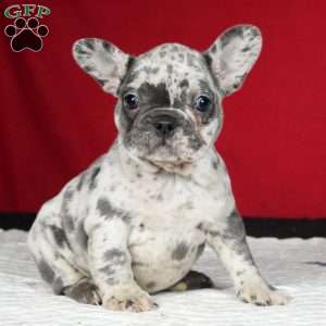Lexi, French Bulldog Puppy