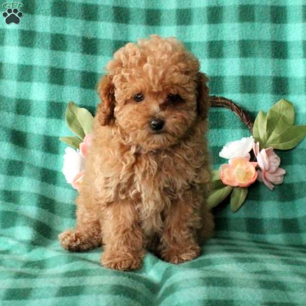 Lilac, Toy Poodle Puppy