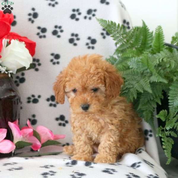 Lilly, Toy Poodle Puppy