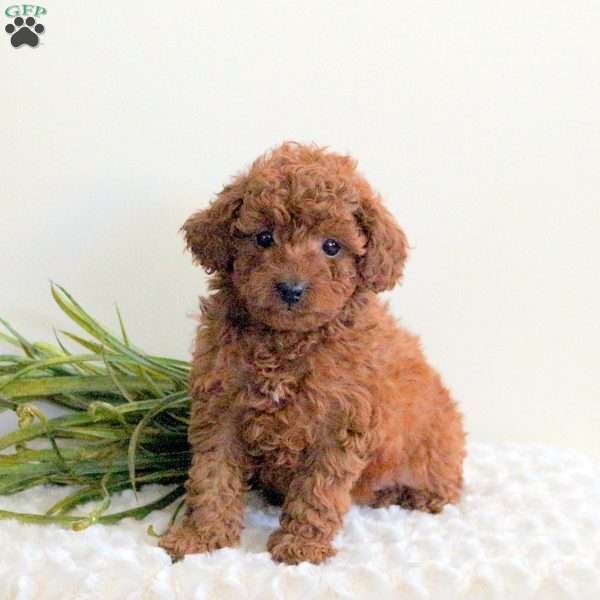 Lily, Toy Poodle Puppy
