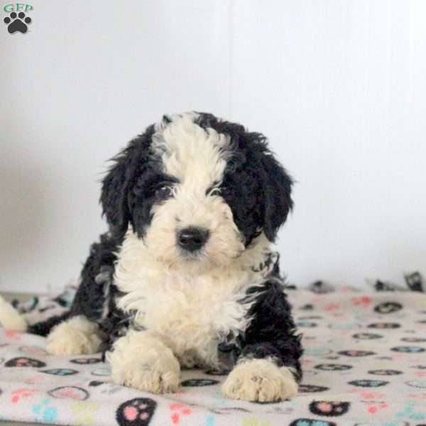 Lily, Mini Sheepadoodle Puppy