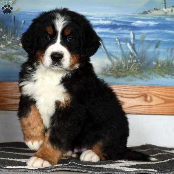 Lincoln, Bernese Mountain Dog Puppy