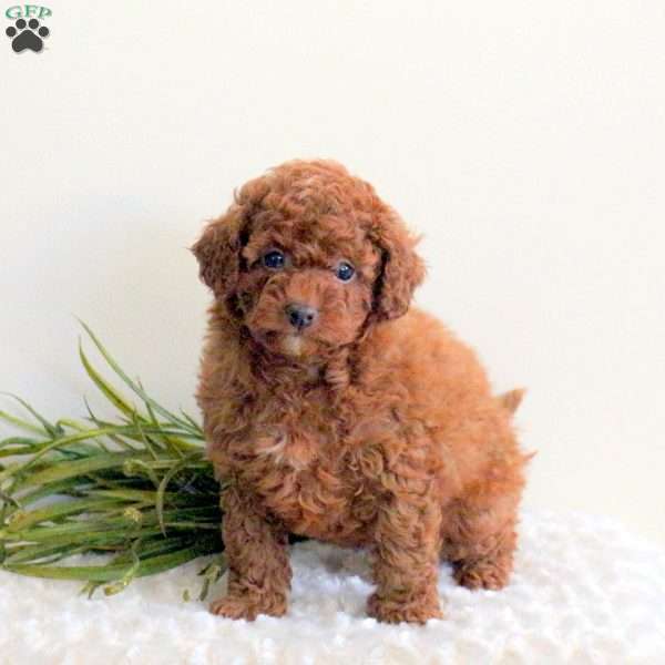 Linus, Toy Poodle Puppy