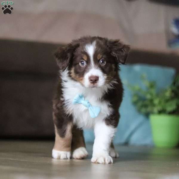 Linus, Australian Shepherd Puppy