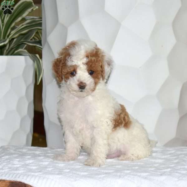 Lucky, Miniature Poodle Puppy