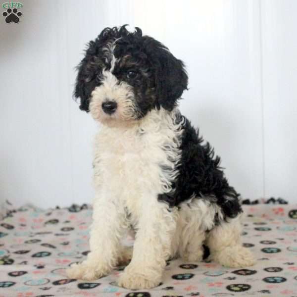 Lucy, Mini Sheepadoodle Puppy