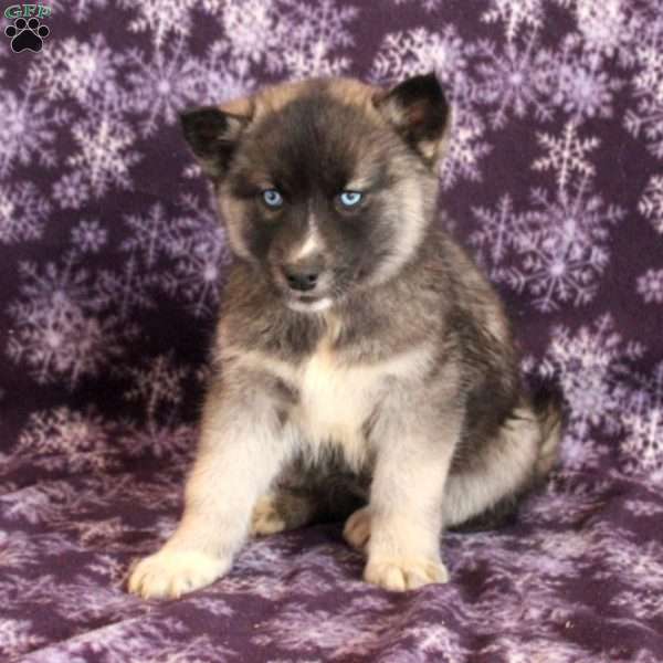 Maisie – Agouti, Siberian Husky Puppy