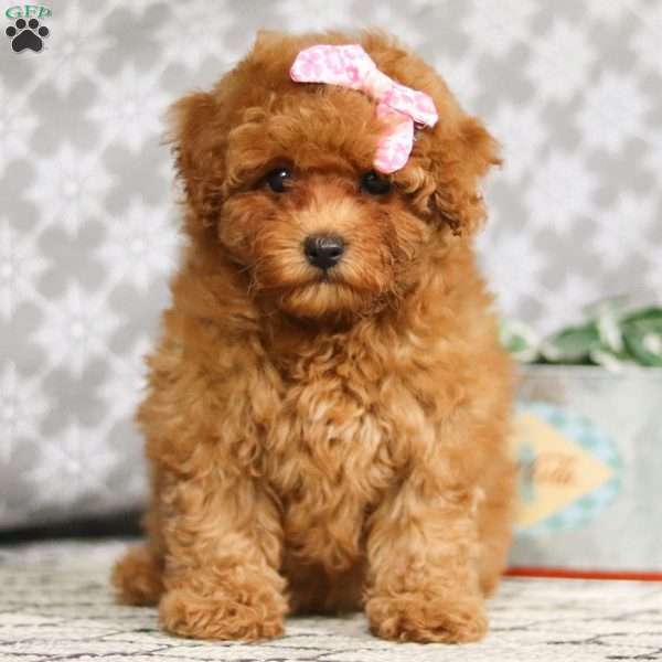 Mandy, Miniature Poodle Puppy