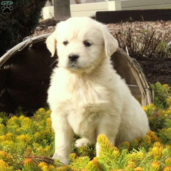 Marsha, English Cream Golden Retriever Puppy