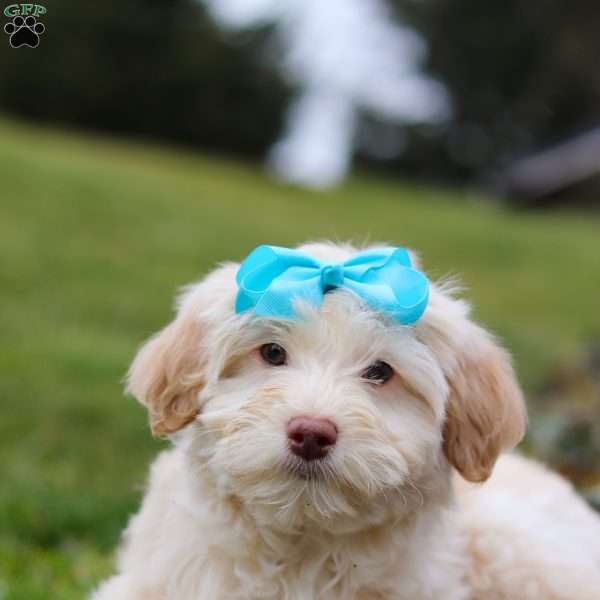 Marshmallow, Mini Aussiedoodle Puppy