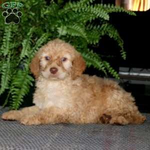 Maverick, Goldendoodle Puppy