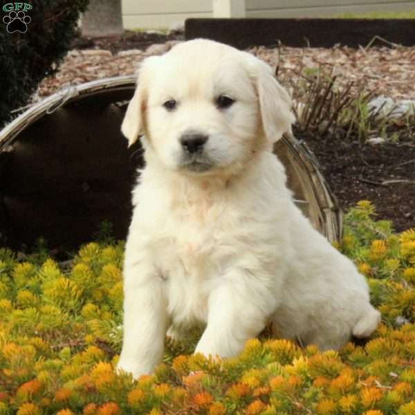 Max, English Cream Golden Retriever Puppy
