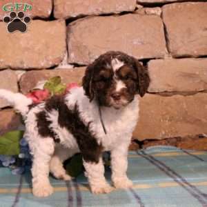 Springerdoodle puppies for 2024 sale near me