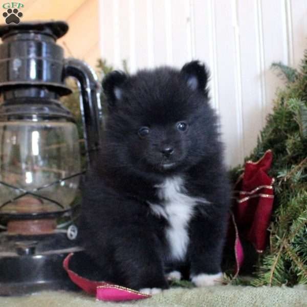 Merle, Pomeranian Puppy