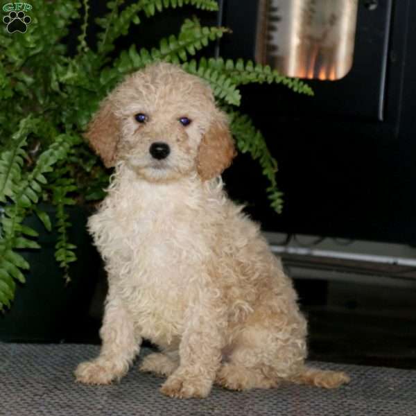 Mickey, Goldendoodle Puppy