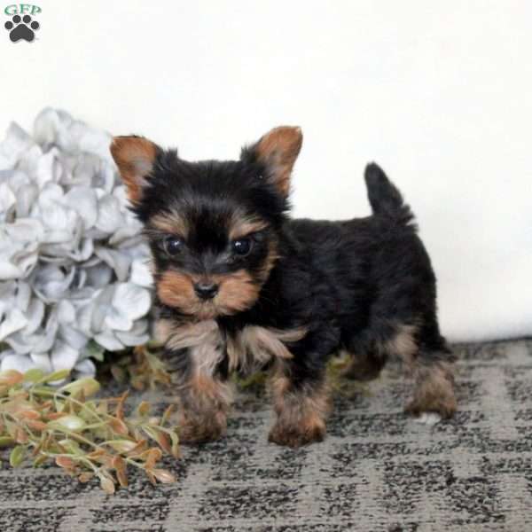 Mike, Yorkie Puppy