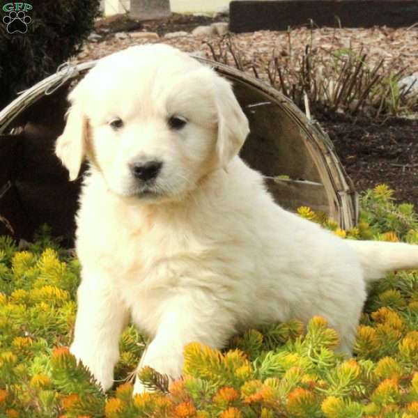 Miles, English Cream Golden Retriever Puppy