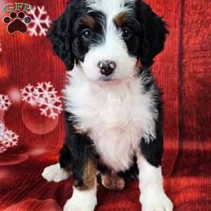 Mini bernedoodle for store sale near me